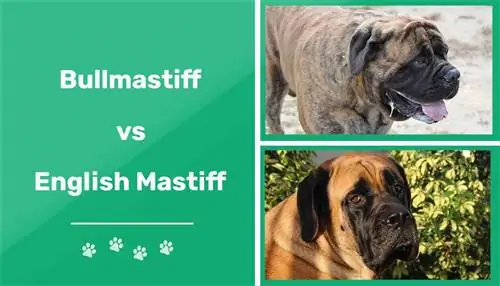 Bullmastiff vs. Mastim Inglês: Diferenças Explicadas