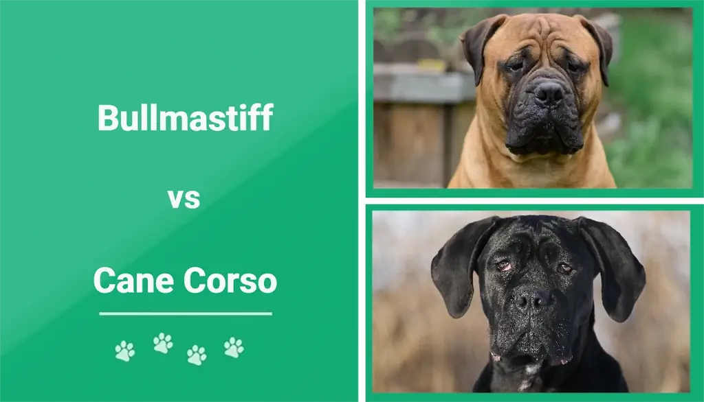 Bullmastiff vs Cane Corso: Гол ялгаанууд (Зурагтай)