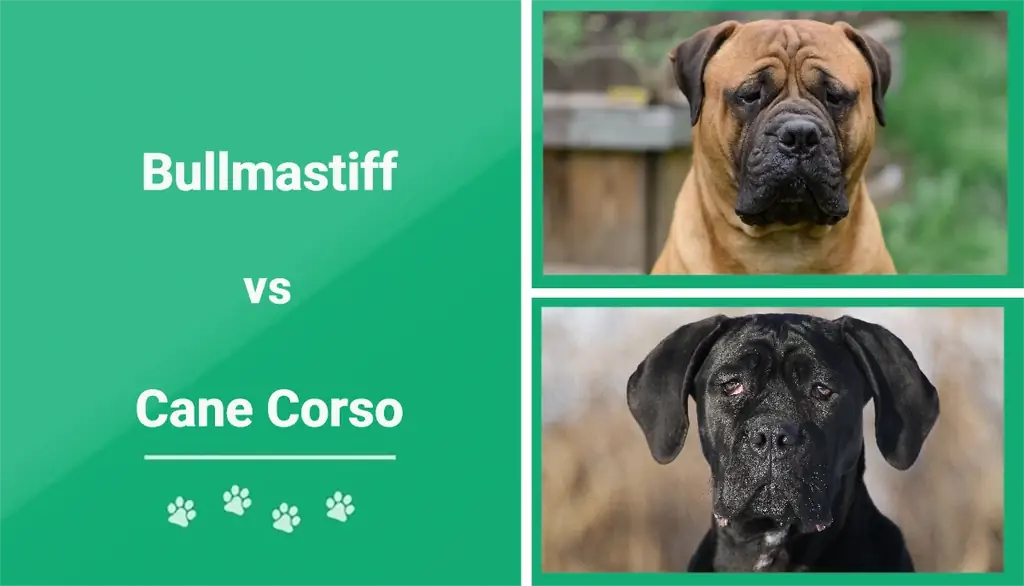 Bullmastiff vs Cane Corso: Негизги айырмачылыктар (сүрөттөр менен)