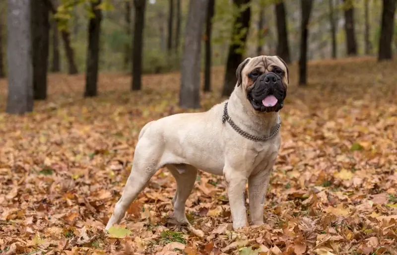 Wie lange leben Bullmastiffs? Vet Reviewed Facts & FAQs