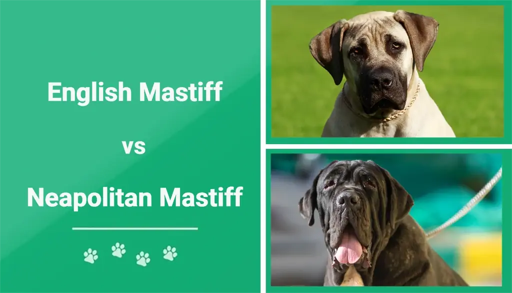 Engelsk Mastiff vs Napolitansk Mastiff: Visuelle forskelle & Oversigt (med billeder)