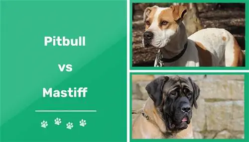 Pitbull vs. Mastiff: Die wichtigsten Unterschiede (mit Bildern)