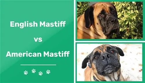 Engleski mastif protiv američkog mastifa: ključne razlike (sa slikama)