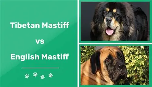Tibetansk mastiff vs engelsk mastiff: nøkkelforskjellene (med bilder)