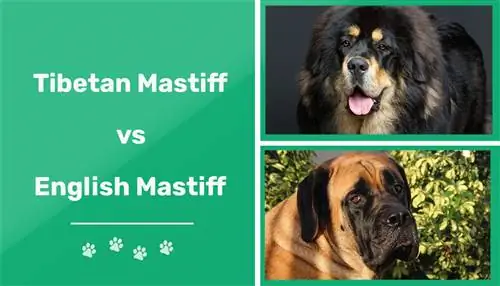 Mastino tibetano vs mastino inglese: le principali differenze (con immagini)