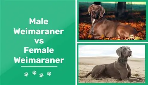Bărbat vs Femeie Weimaraner: Diferențele (cu imagini)