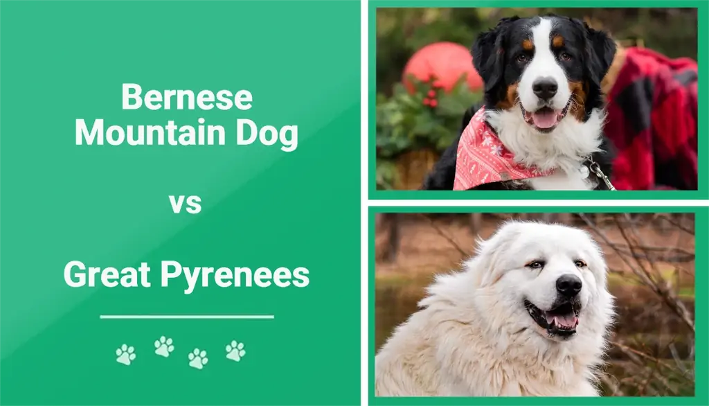 Berner Sennenhund vs De store Pyreneene – Hvilken bør jeg velge?
