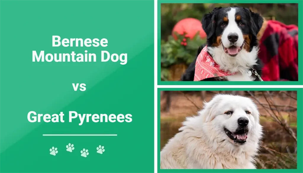 Bernese Mountain Dog vs Great Pyrenees - Je, Nichague Api?