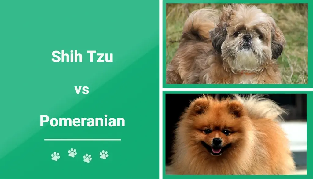 Shih Tzu vs Pomeranian: erot (kuvien kanssa)