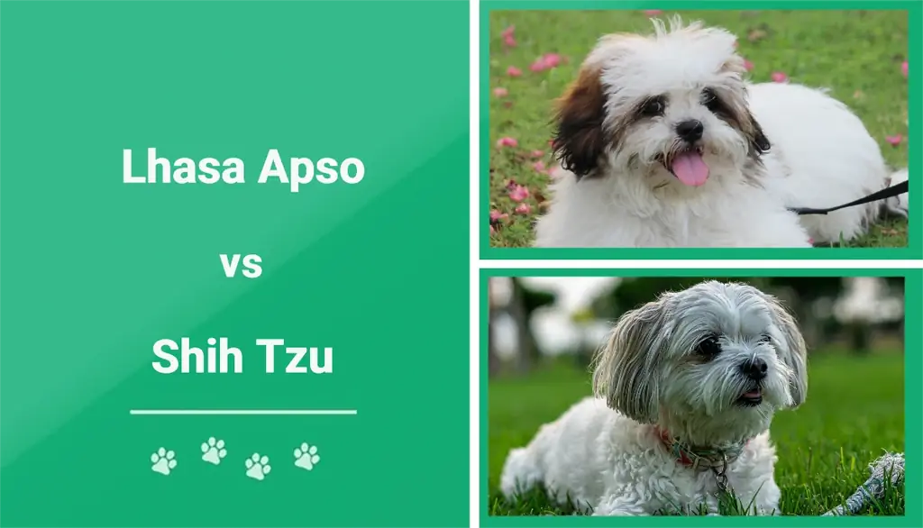 Lhasa Apso vs Shih Tzu: les diferències (amb imatges)