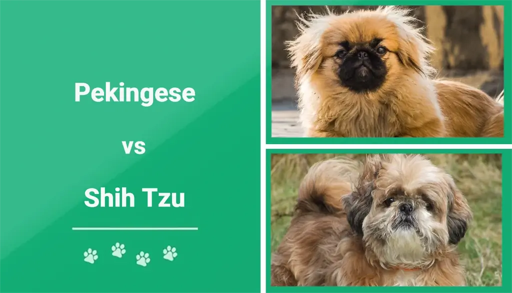 Pekinés vs Shih Tzu: ¿Cuál debo elegir? (Con imagenes)
