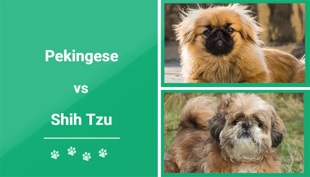 Pekinese vs. Shih Tzu: Was soll ich wählen? (Mit Bildern)