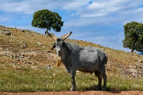 გამოსახულება