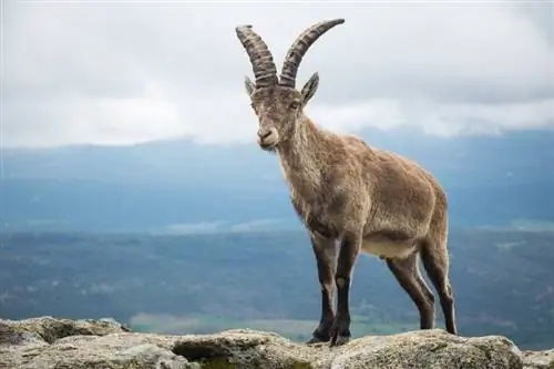 Испанска коза: факти, снимки, продължителност на живота, поведение & Ръководство за грижа