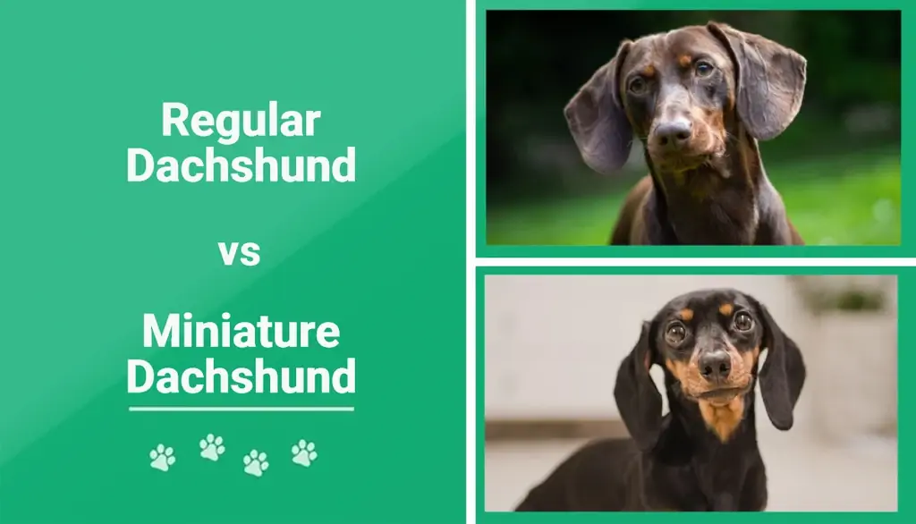 Dachshund vs Miniature Dachshund: The Differences (Med bilder)
