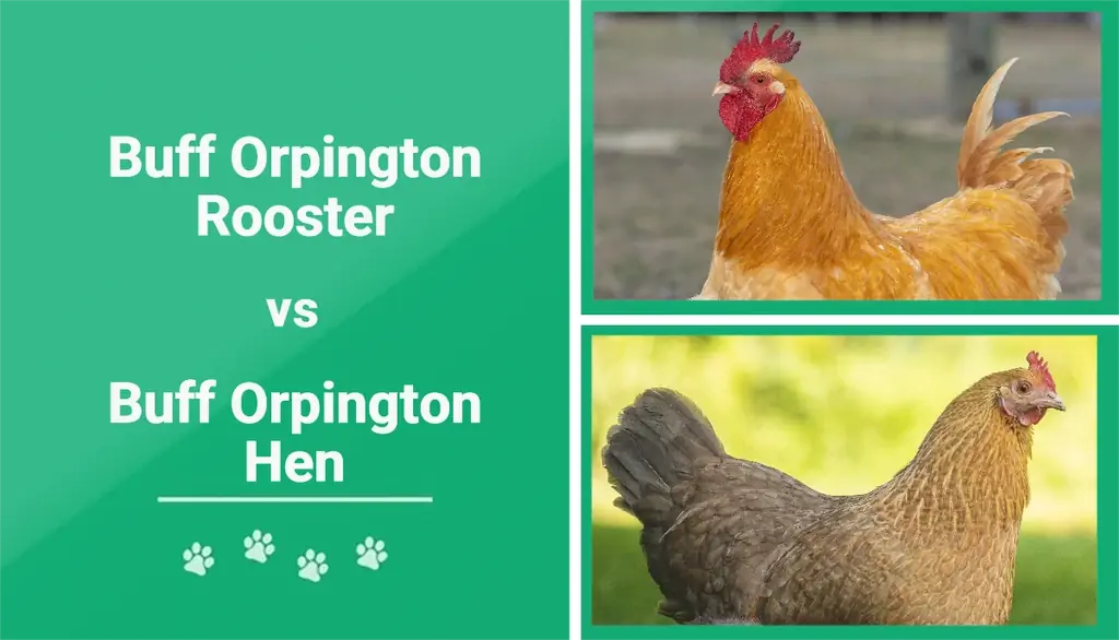 Buff Orpington Rooster prieš vištą: skirtumai (su nuotraukomis)