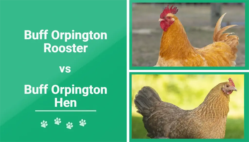 Buff Orpington Rooster vs Hen: Razlike (sa slikama)