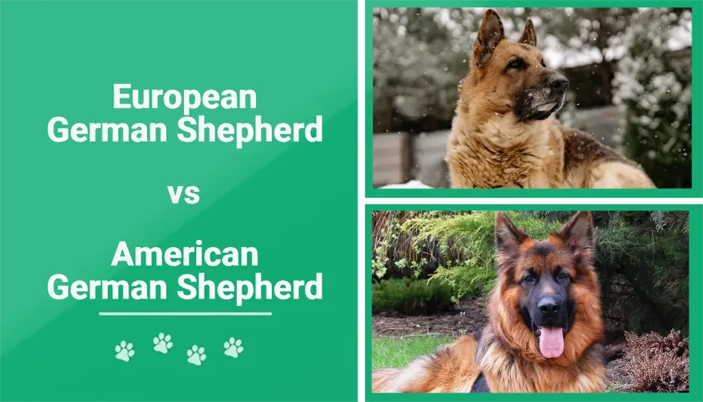 Europäischer und amerikanischer Deutscher Schäferhund: Wie unterscheiden sie sich? (Mit Bildern)