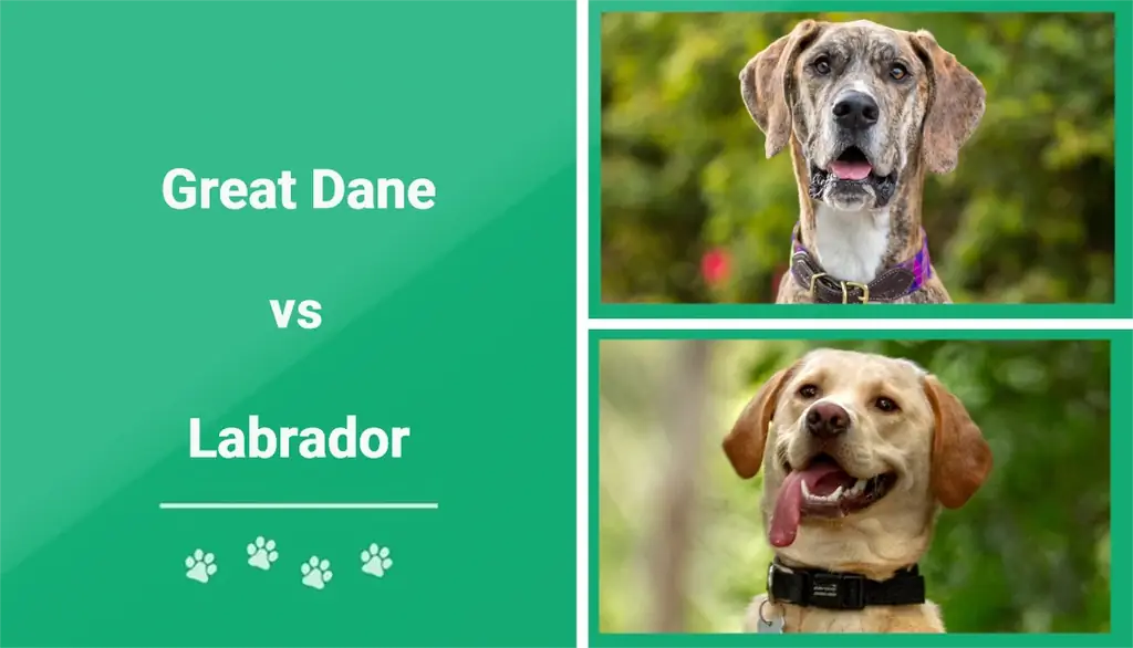 Great Dane vs Labrador – Cilin duhet të zgjedh?