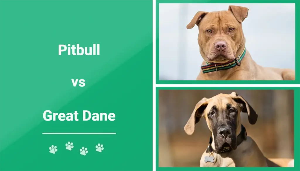 Pitbull vs nemecká doga: Rozdiely (s obrázkami)
