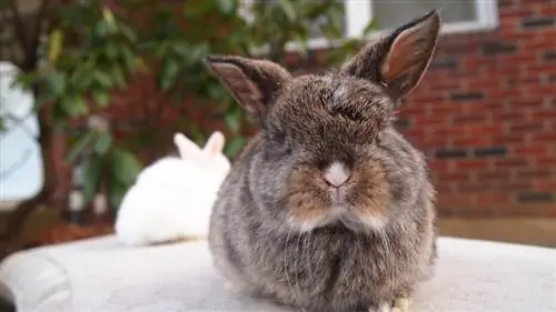 Német Lop Rabbit: gondoskodás, temperamentum, élőhely & tulajdonságok (képekkel)