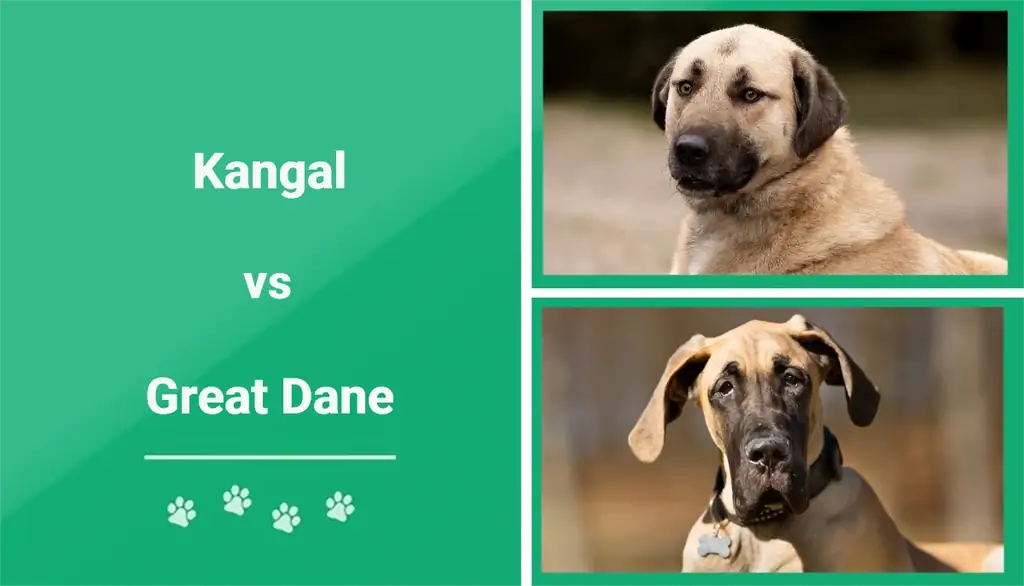 Kangal vs Německá doga: Kterou byste si měli vybrat?