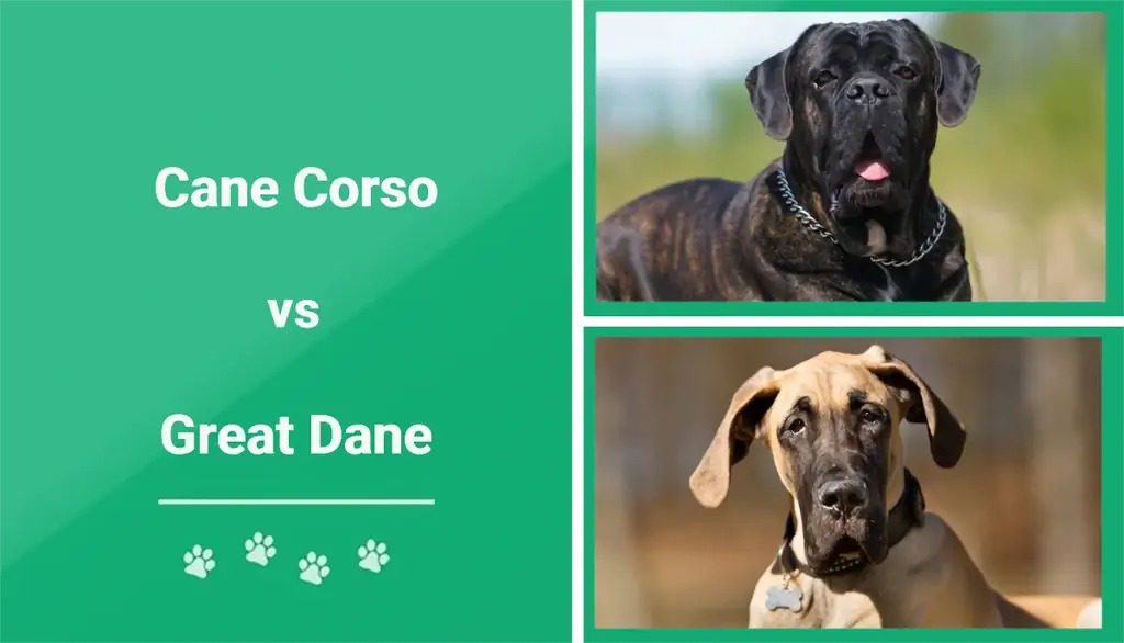 Cane Corso vs Great Dane: The Differences (Med billeder)