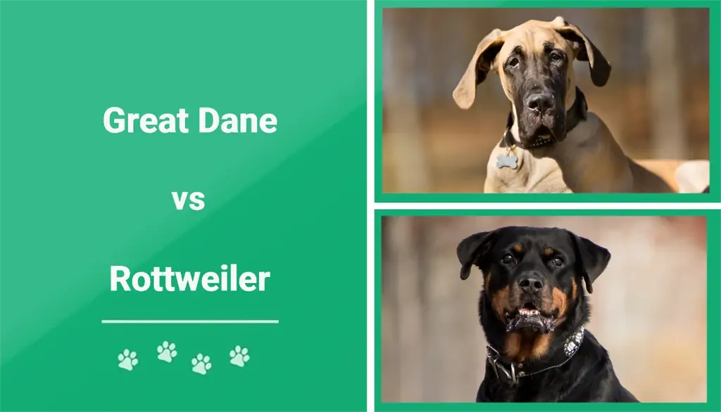 Great Dane vs Rottweiler – vilket ska jag välja?