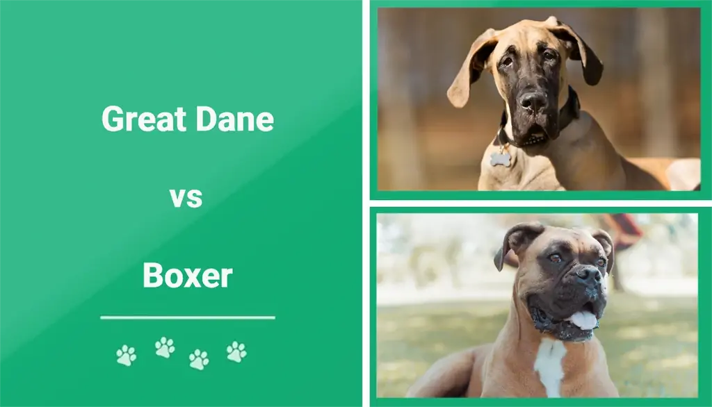 Great Dane vs Boxer – Cili duhet të zgjedh?