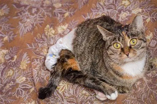 Cat Diapers: Paano Gamitin ang mga Ito, Mga Kalamangan & Cons