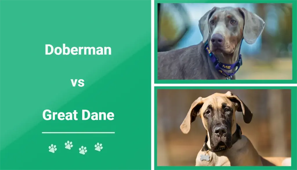 Dobrman versus německá doga: Klíčové rozdíly (s obrázky)