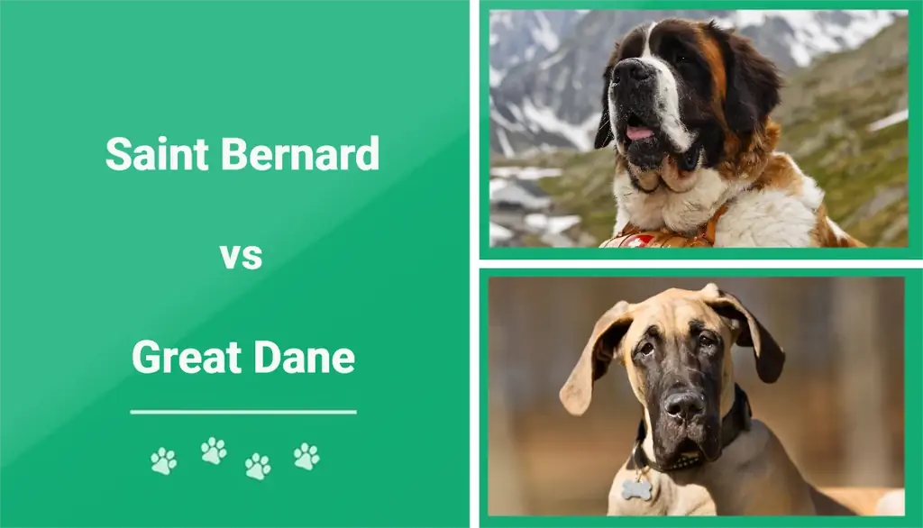 Svatý Bernard vs. Německá doga – kterou si mám vybrat?