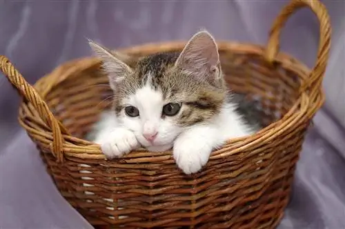 17 DIY Cat Bed Mula sa isang Basket Plan na Magagawa Mo Ngayon (May Mga Larawan)