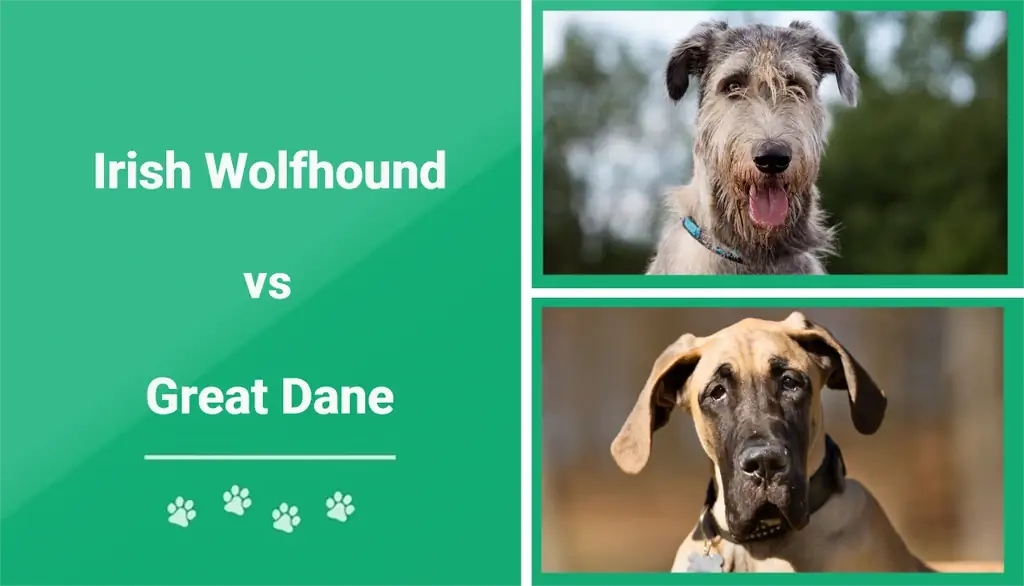 Ierse wolfshond versus Duitse dog: belangrijkste verschillen (met afbeeldingen)