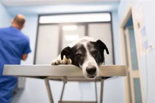 Euthanasie du chien : combien coûte l'abattage d'un chien ? Guide des prix 2023