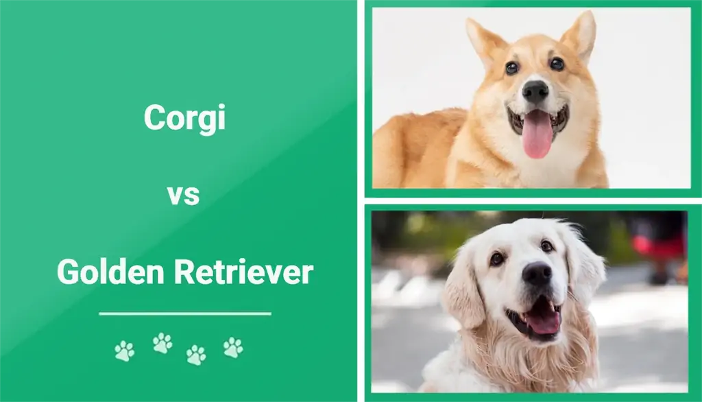 Corgi vs. Golden Retriever: Die wichtigsten Unterschiede (mit Bildern)