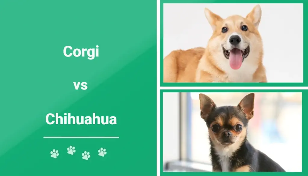 Corgi vs Chihuahua: Dallimet kryesore (me foto)