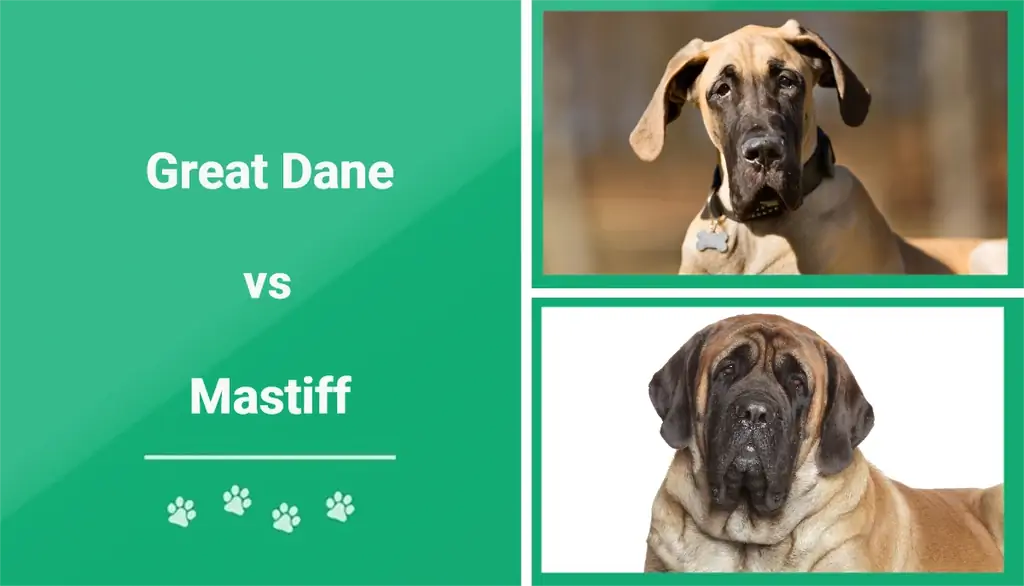 Great Dane vs. Mastiff: Vad är skillnaden? (Med bilder)