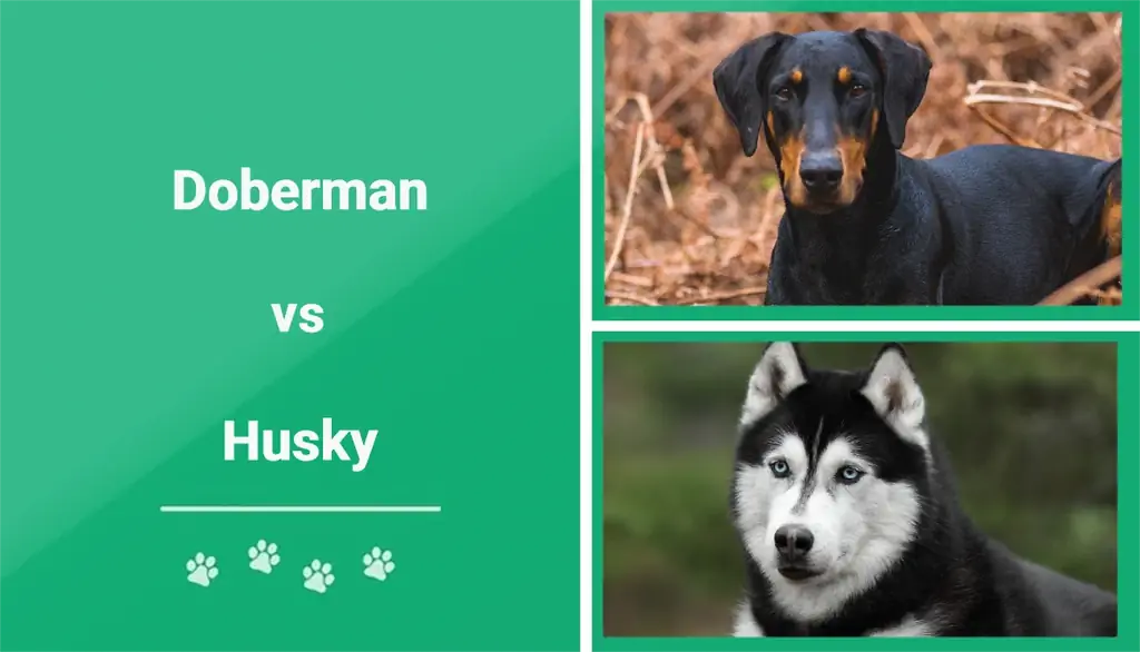 Doberman vs Husky: Quin és el més adequat per a mi? (Amb Imatges)