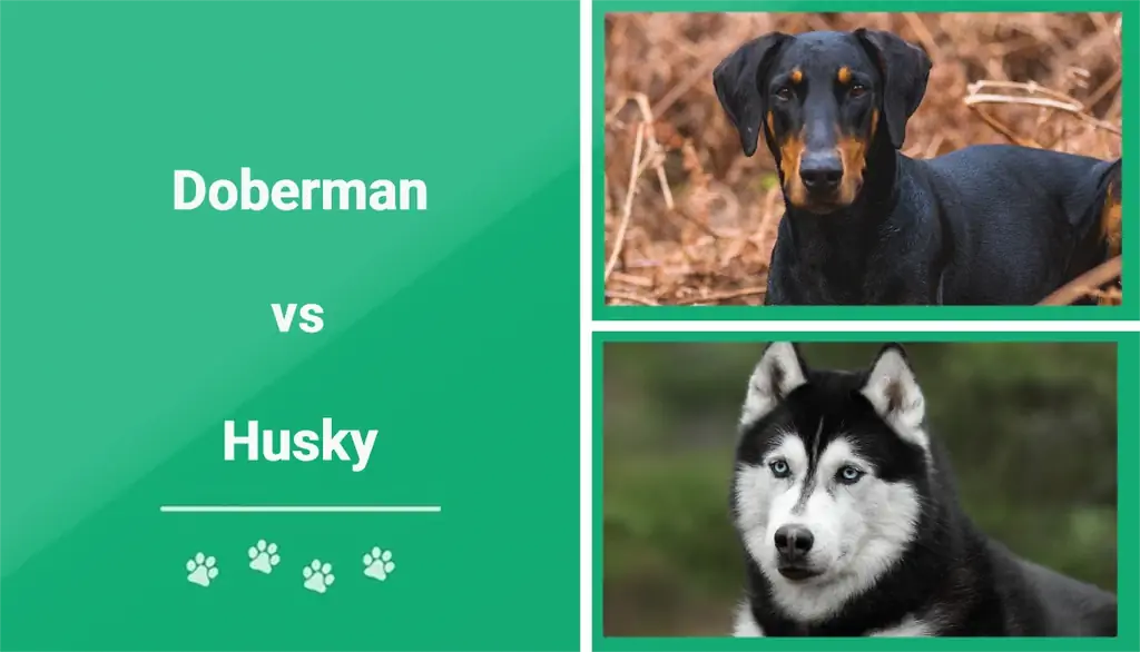 Doberman vs Husky: Cili është i duhuri për mua? (Me foto)