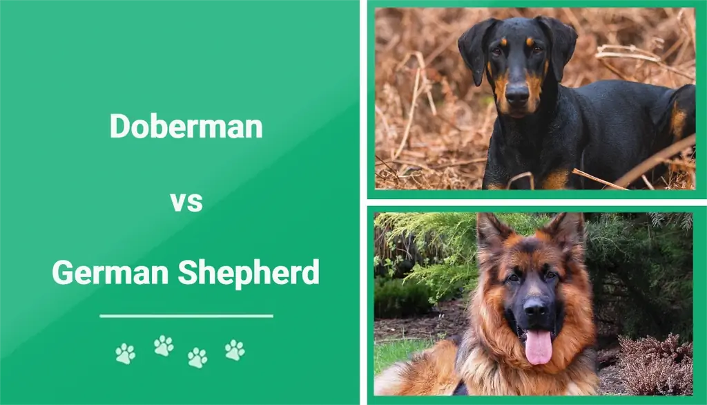 Doberman vs schæferhund – hvordan sammenlignes de? (Med bilder)