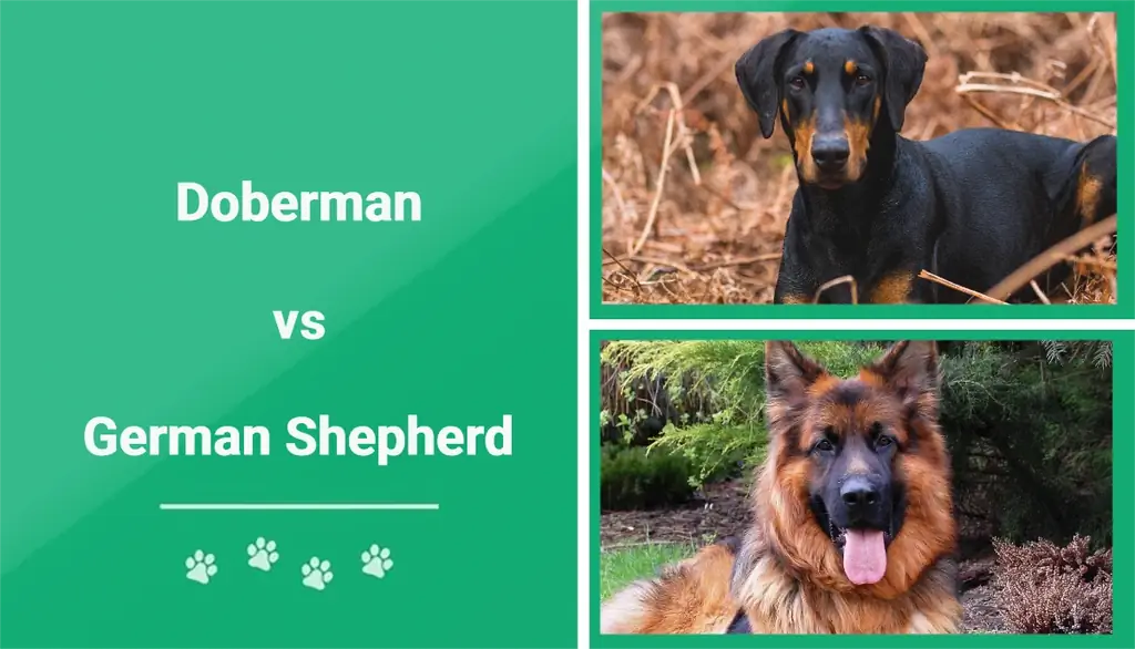 Doberman vs German Shepherd – So sánh chúng như thế nào? (Có Hình Ảnh)