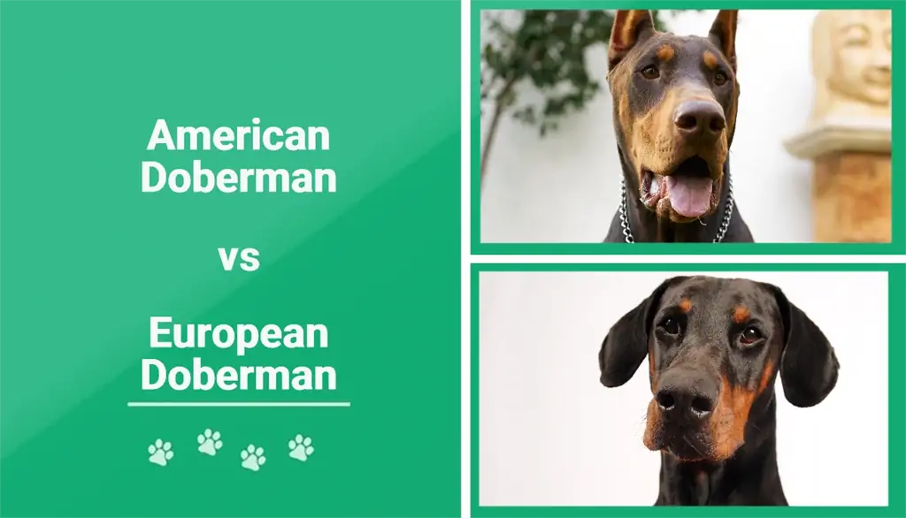 Amerikos ir Europos dobermanai: koks skirtumas? (Su nuotraukomis)