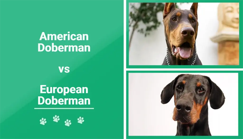 American vs European Doberman: Hvad er forskellen? (Med billeder)