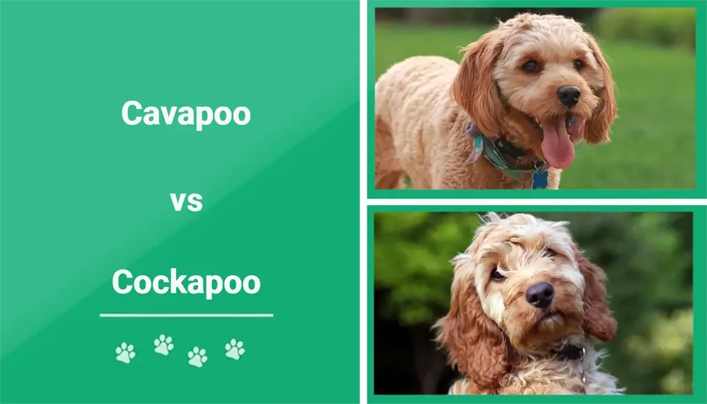 Cavapoo vs Cockapoo: Dallimet (Me foto)