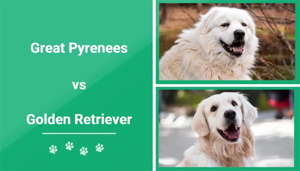 Great Pyrenees vs Golden Retriever: Wyjaśnienie kluczowych różnic (ze zdjęciami)