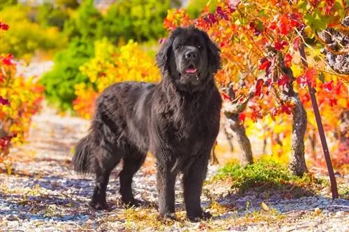 Newfoundland Dog Breed Guide: รูปภาพ, ลักษณะนิสัย, การดูแล & More