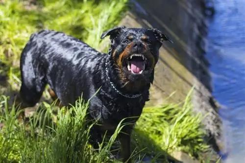 13 καλύτερες φυλές σκύλων-φύλακες για την προστασία του σπιτιού σας (με φωτογραφίες)