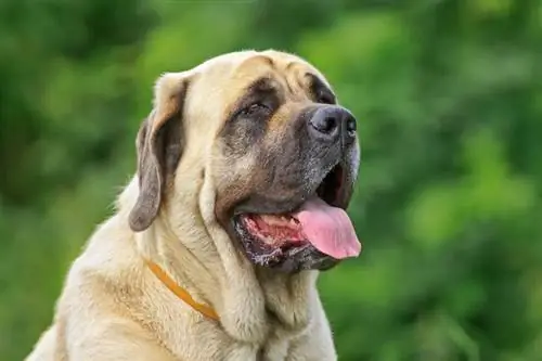 Race de chien Mastiff anglais : informations, photos, caractéristiques, & soins