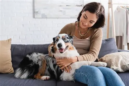 Hány kutyát tarthat? Helyszín & Jogszerűségek magyarázata
